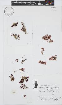 Botryocladia madagascariensis image