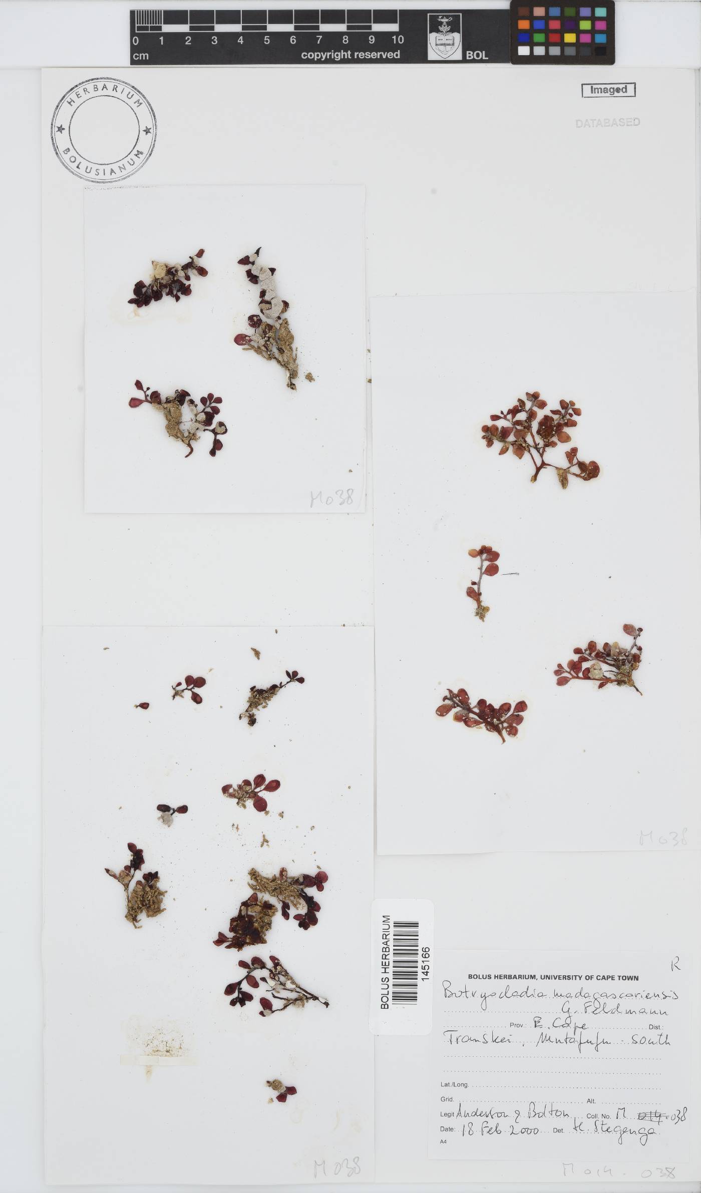 Botryocladia madagascariensis image