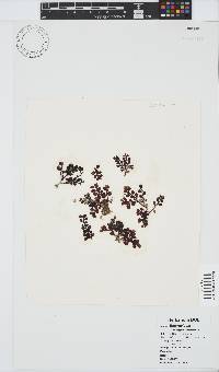Botryocladia madagascariensis image