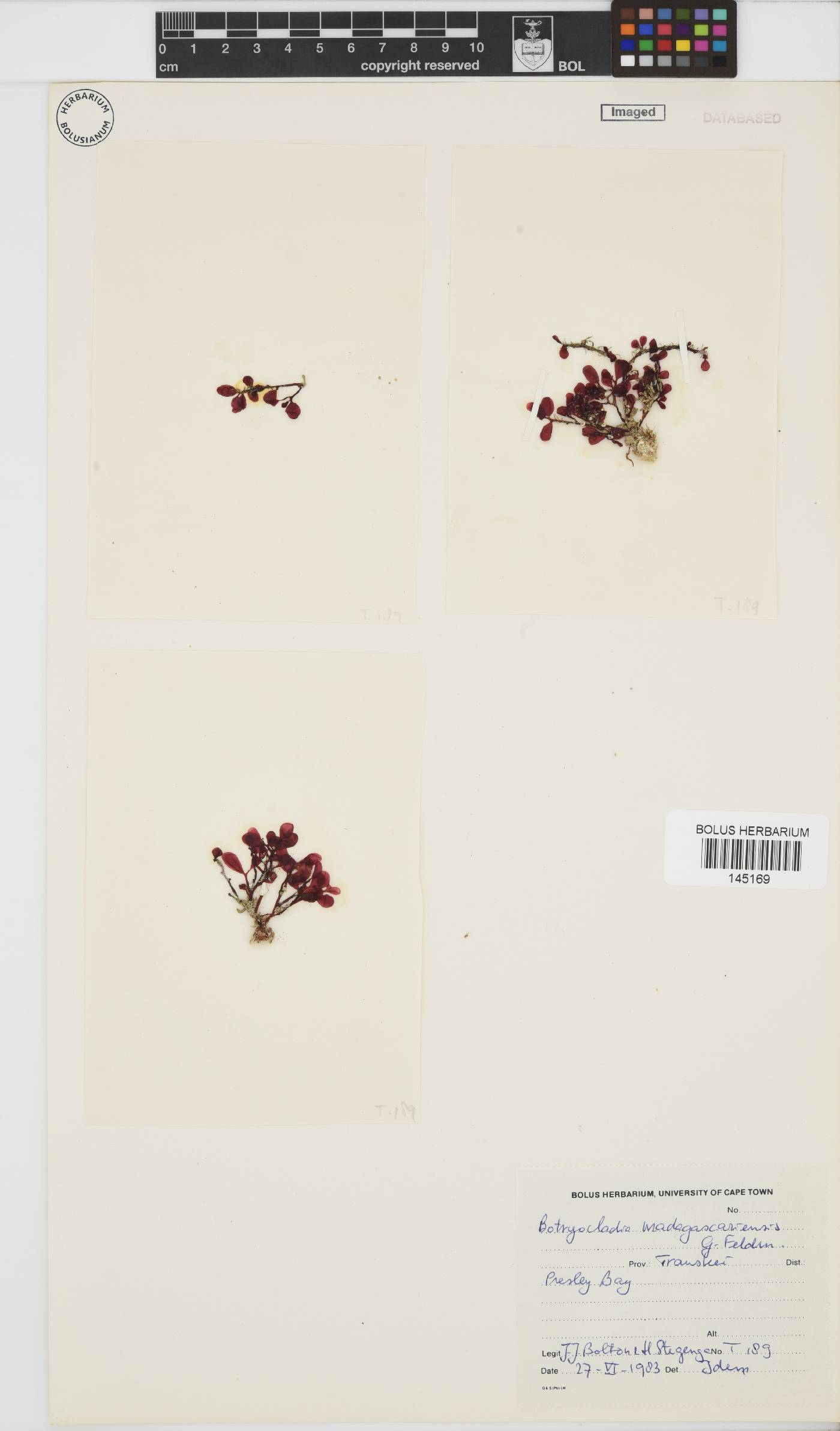 Botryocladia madagascariensis image