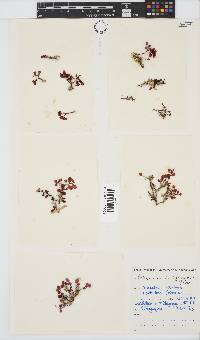Botryocladia madagascariensis image