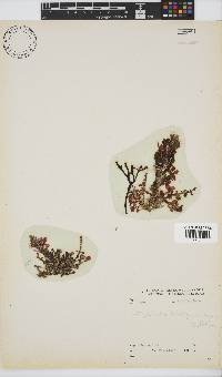 Botryocladia madagascariensis image
