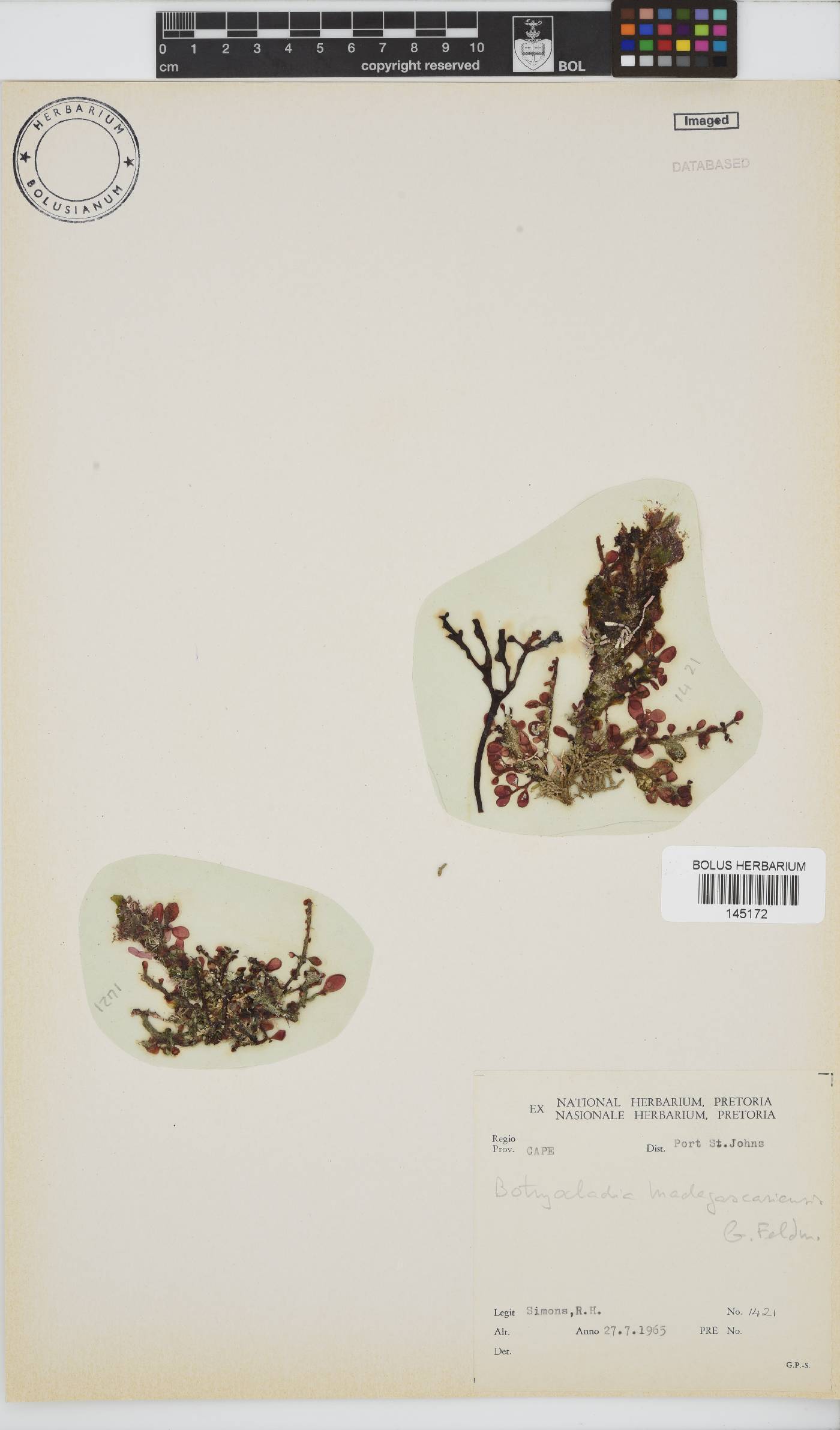 Botryocladia madagascariensis image