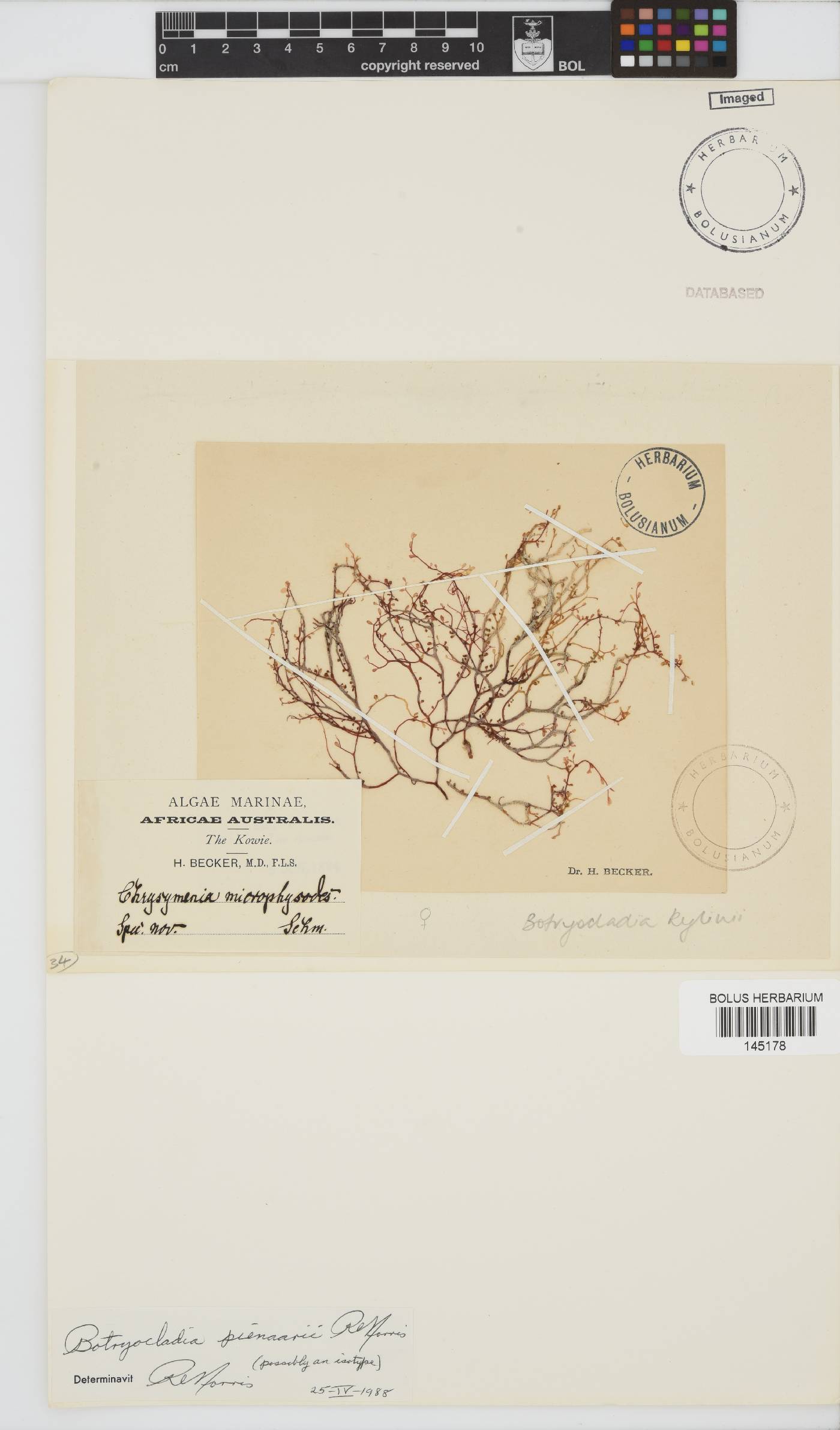 Botryocladia image