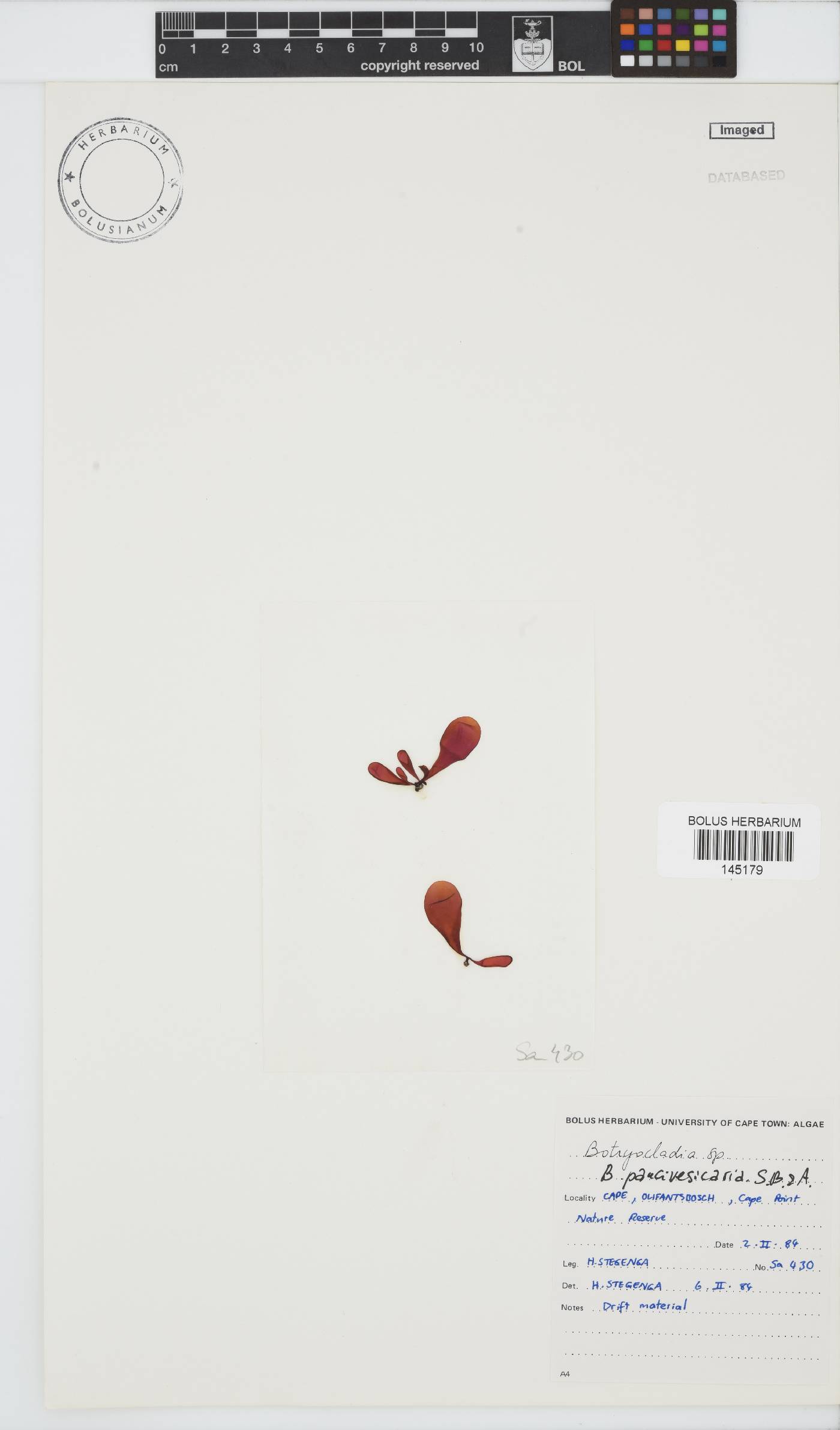 Botryocladia paucivesicaria image