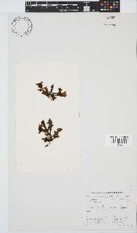 Botryoglossum platycarpum image