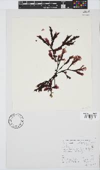 Botryoglossum platycarpum image