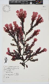 Botryoglossum platycarpum image