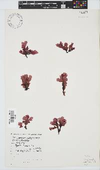 Botryoglossum platycarpum image