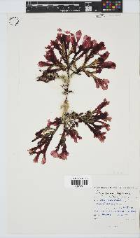 Botryoglossum platycarpum image