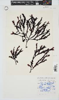 Botryoglossum platycarpum image