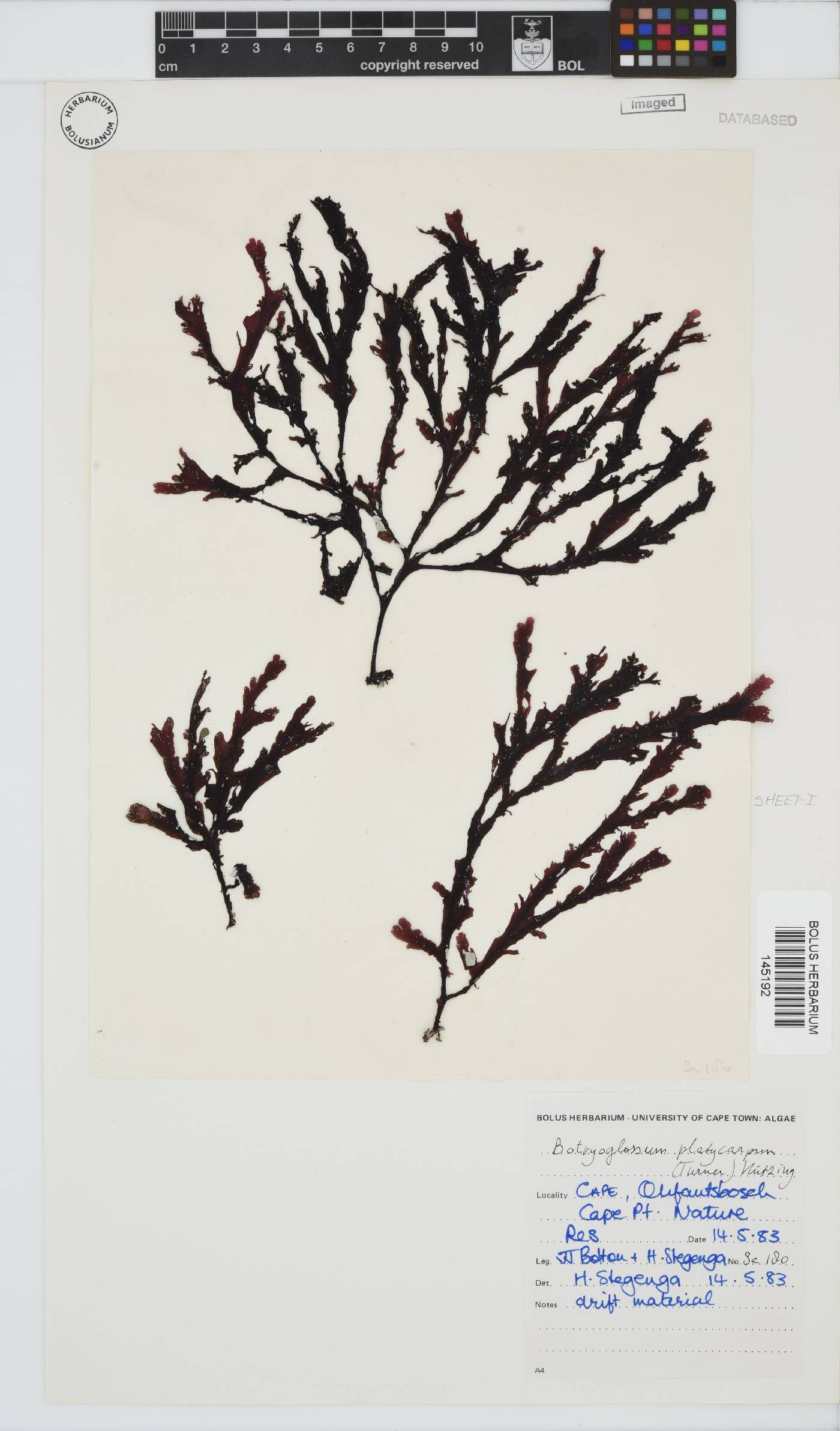 Botryoglossum platycarpum image