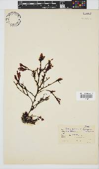 Botryoglossum platycarpum image