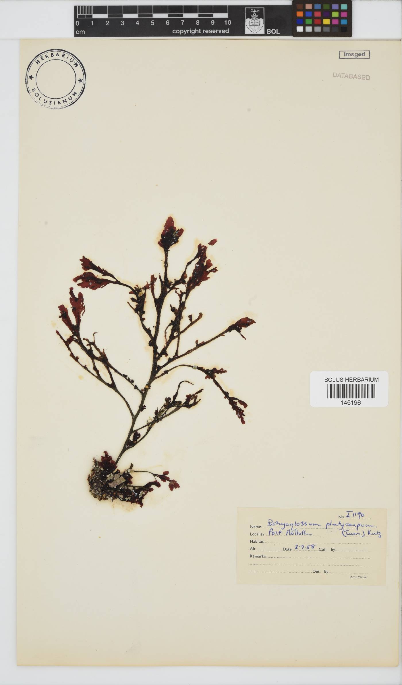 Botryoglossum platycarpum image
