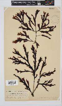 Botryoglossum platycarpum image