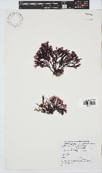 Botryoglossum platycarpum image
