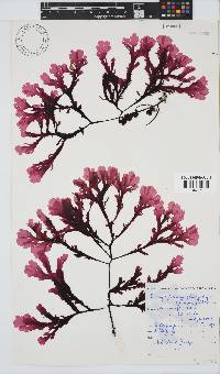 Botryoglossum platycarpum image