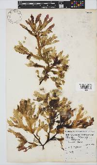 Botryoglossum platycarpum image
