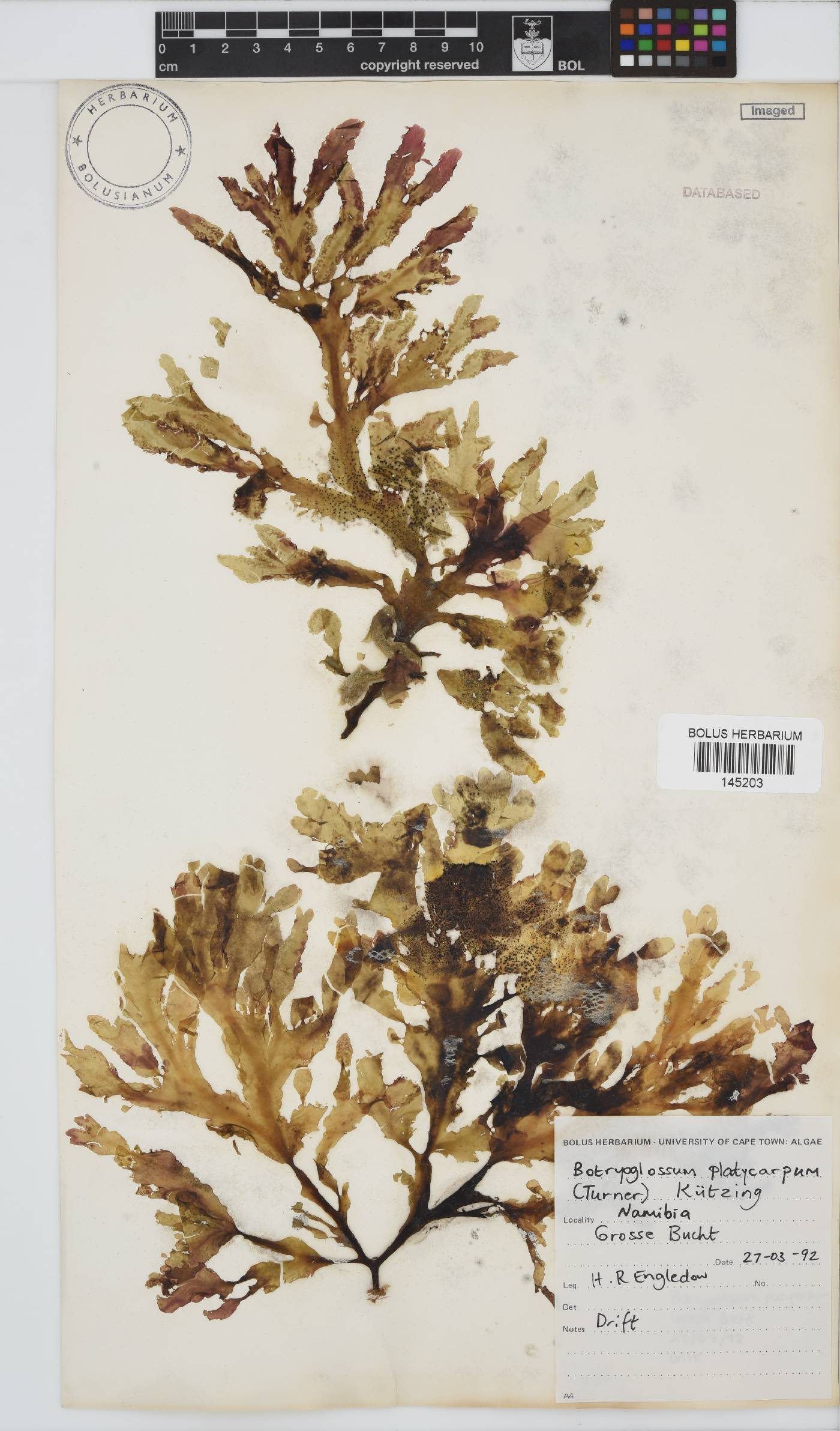 Botryoglossum platycarpum image