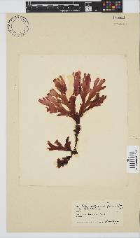 Botryoglossum platycarpum image