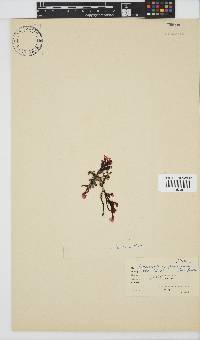 Botryoglossum platycarpum image