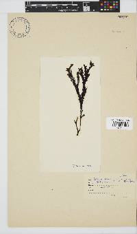 Botryoglossum platycarpum image