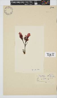 Botryoglossum platycarpum image
