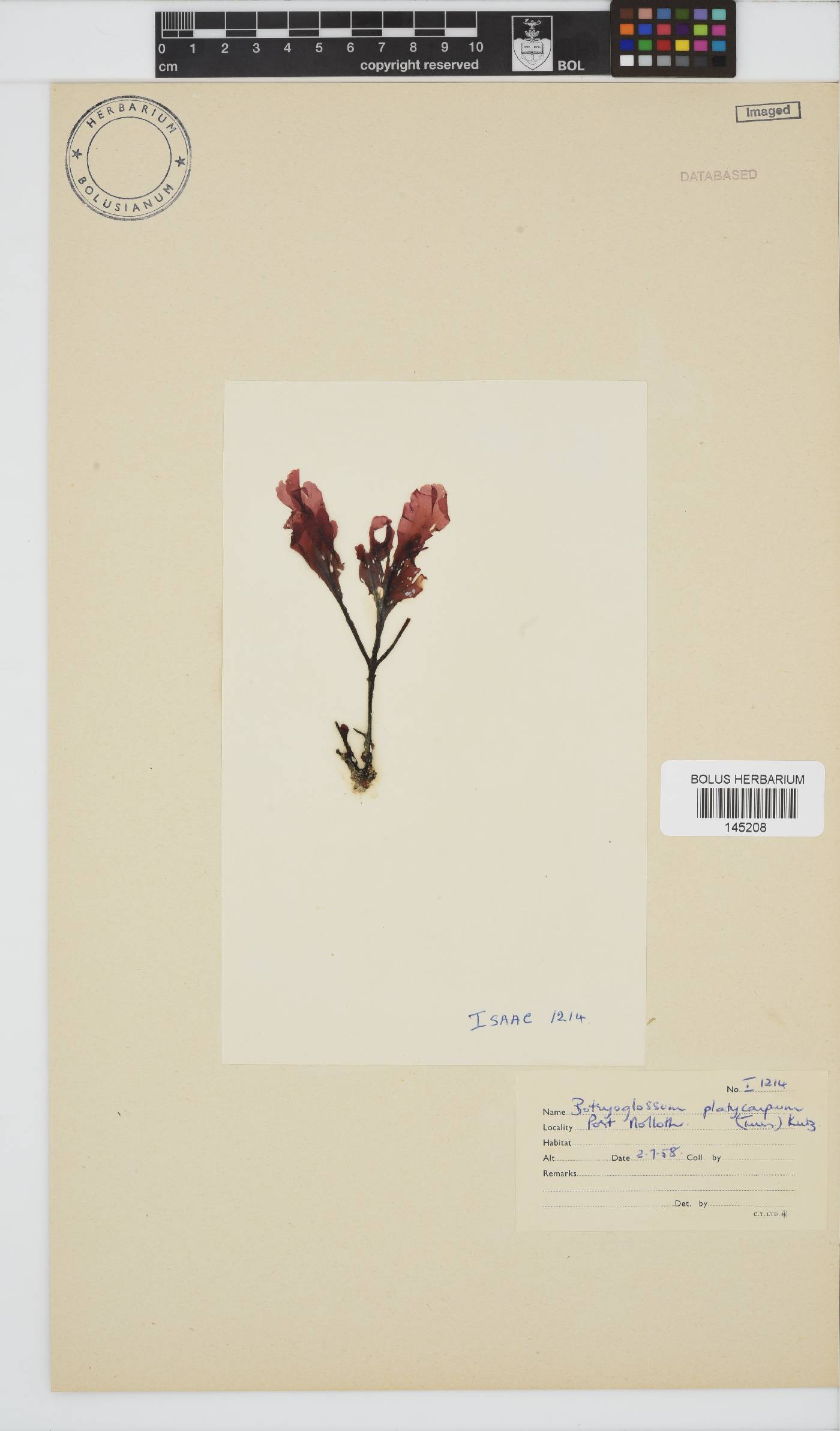 Botryoglossum image