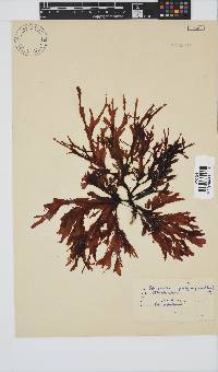 Botryoglossum platycarpum image
