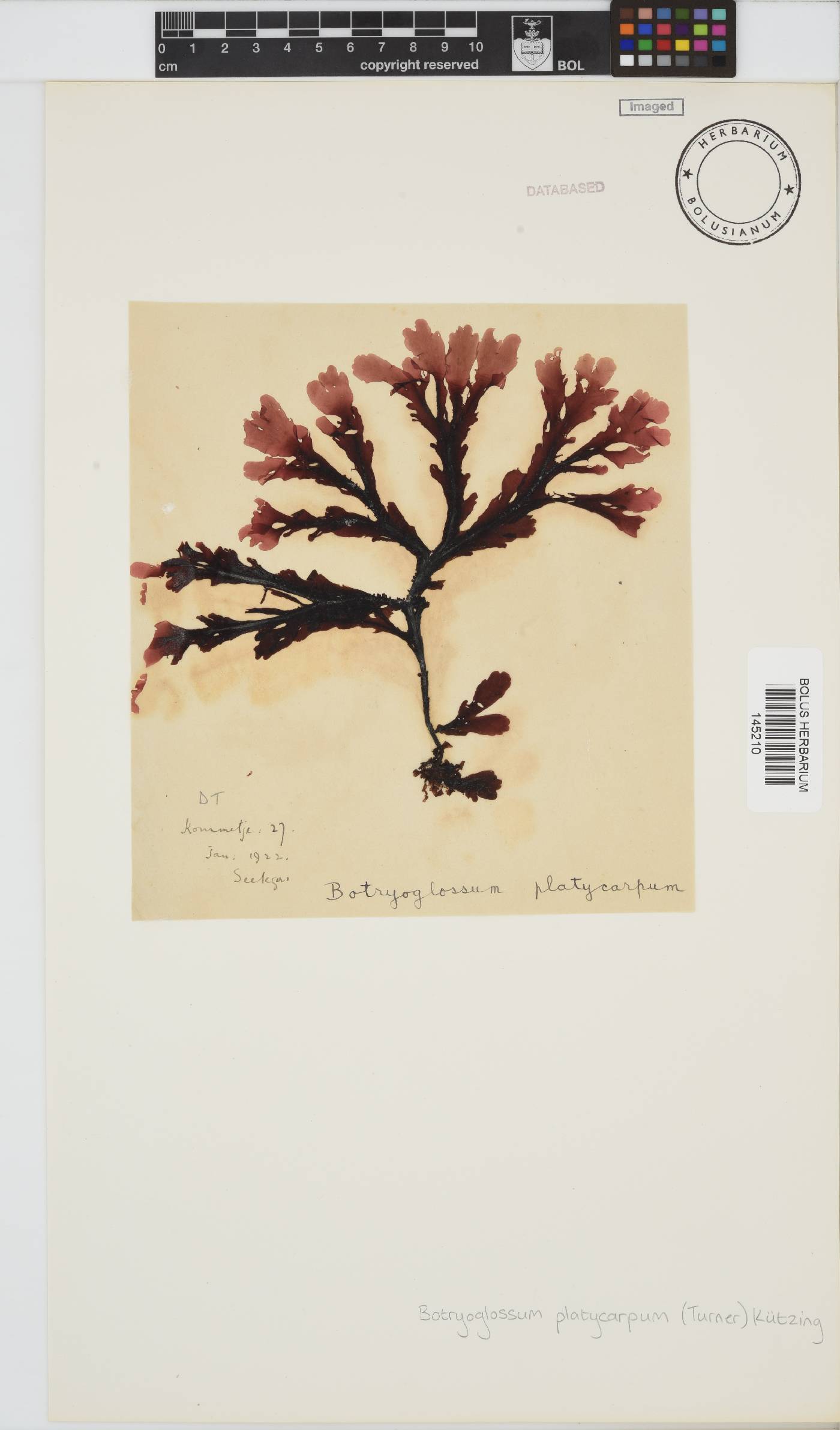 Botryoglossum image