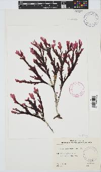 Botryoglossum platycarpum image