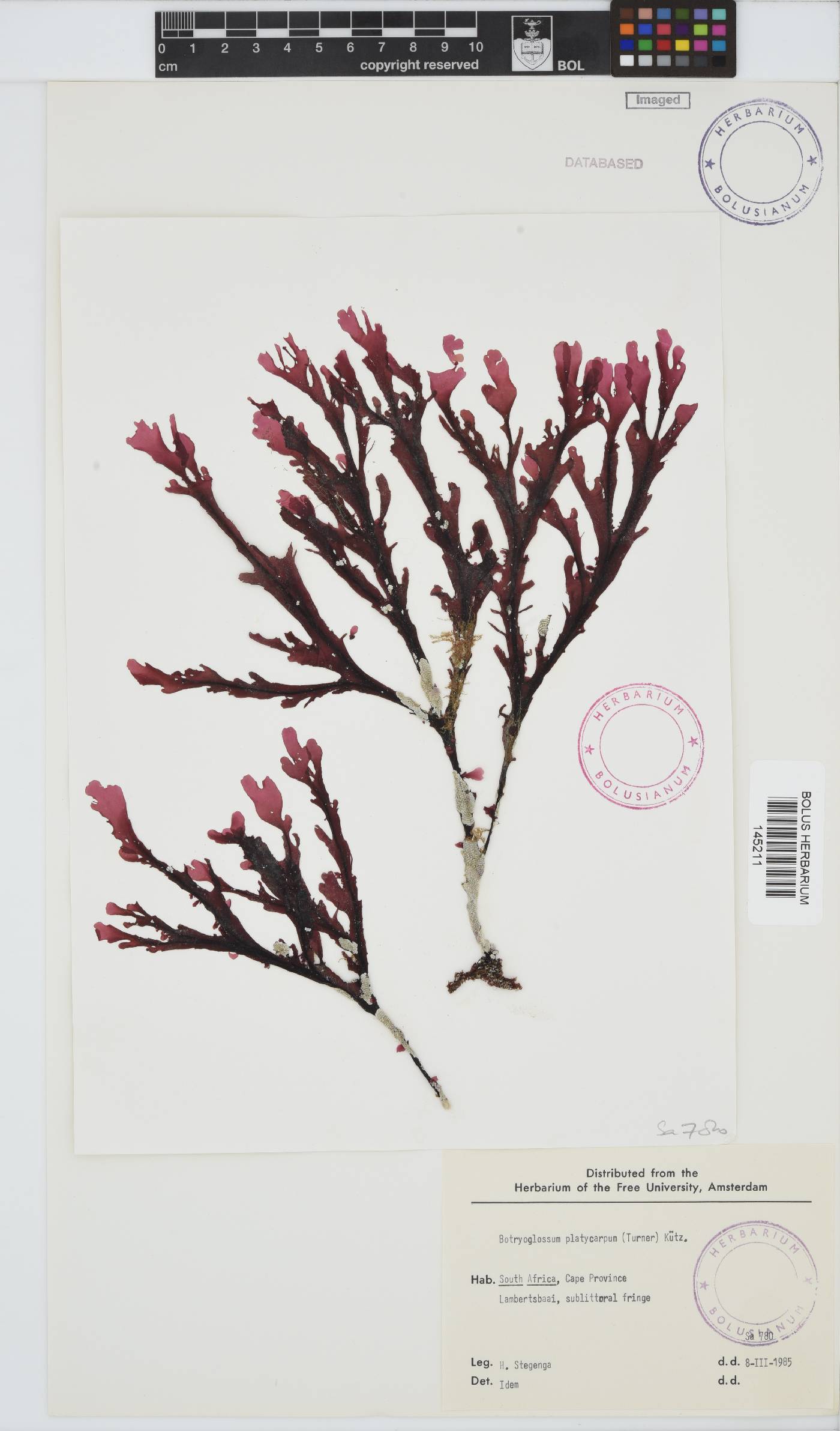 Botryoglossum platycarpum image