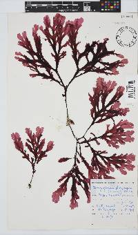 Botryoglossum platycarpum image