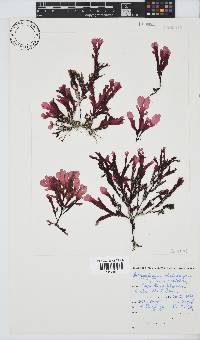 Botryoglossum platycarpum image