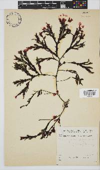 Botryoglossum platycarpum image