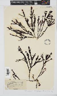 Botryoglossum platycarpum image