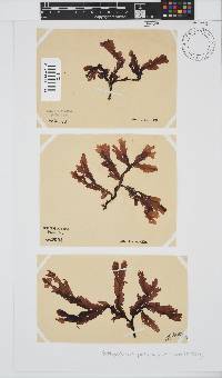 Botryoglossum platycarpum image
