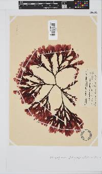 Botryoglossum platycarpum image