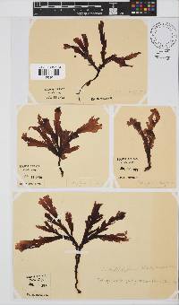Botryoglossum platycarpum image