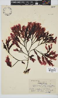 Botryoglossum platycarpum image