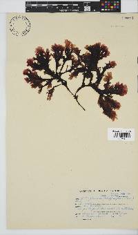 Botryoglossum platycarpum image