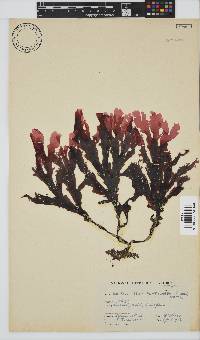 Botryoglossum platycarpum image