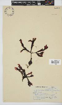 Botryoglossum platycarpum image