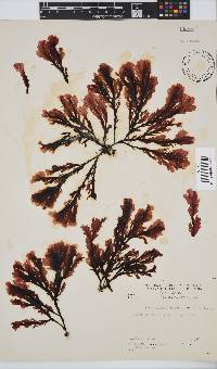 Botryoglossum platycarpum image