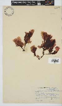 Botryoglossum platycarpum image