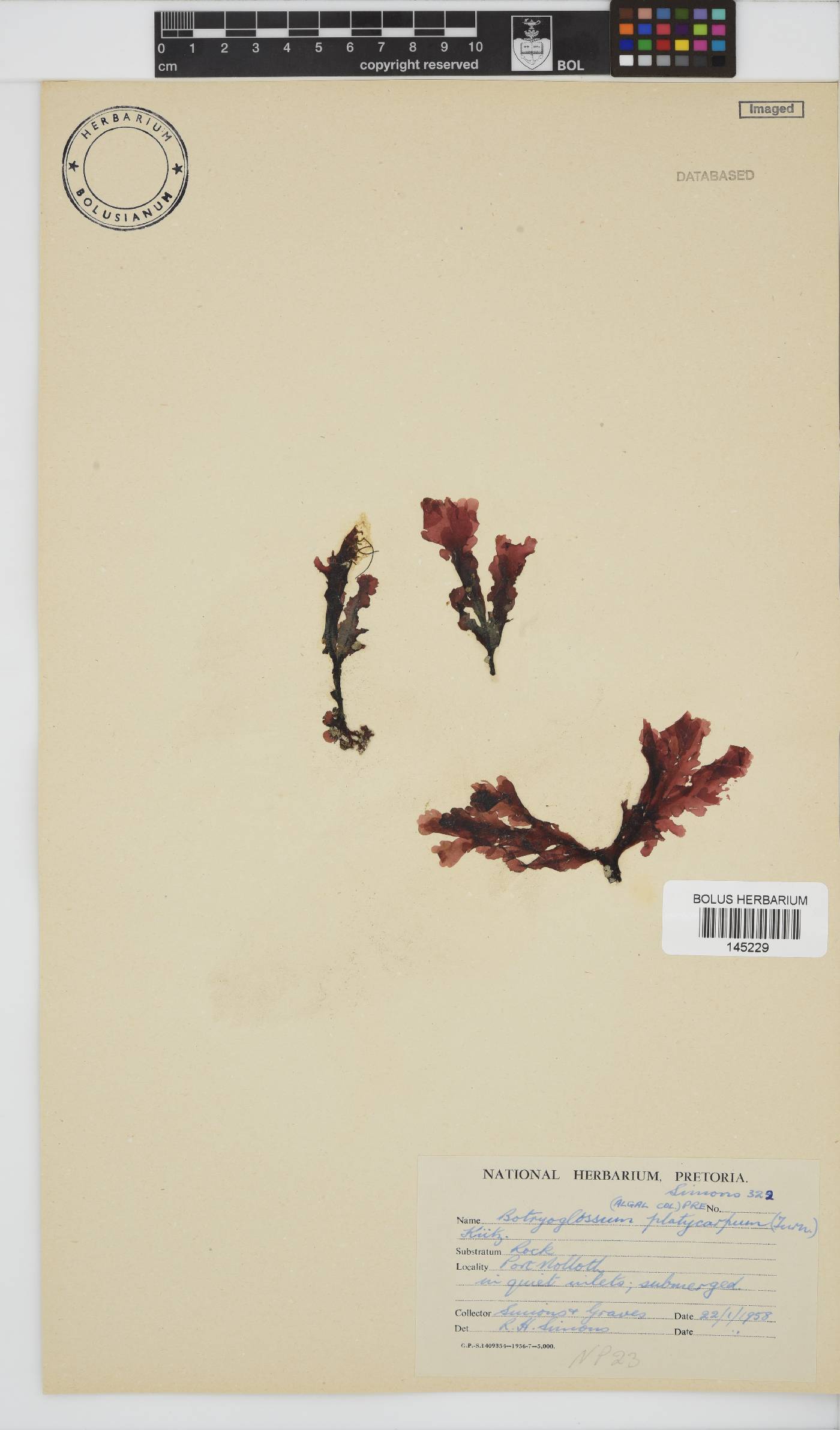 Botryoglossum platycarpum image