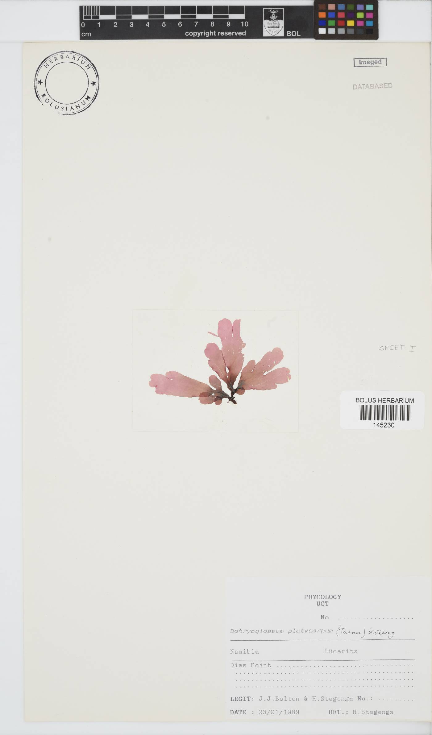 Botryoglossum platycarpum image