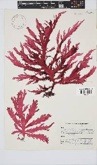 Calliblepharis fimbriata image