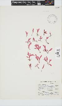 Calliblepharis fimbriata image