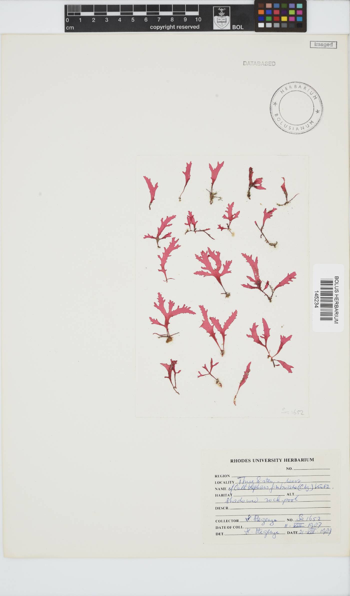 Calliblepharis image